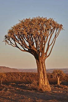 Quiver tree (Kokerboom) (Aloe dichotoma), Gannabos, Namakwa, Namaqualand, South Africa