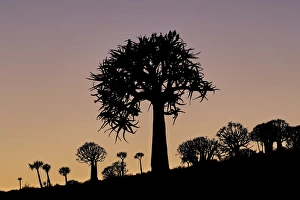 Quiver tree (Kokerboom) (Aloe dichotoma), Gannabos, Namakwa, Namaqualand, South Africa