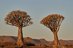 Quiver tree (Kokerboom) (Aloe dichotoma), Gannabos, Namakwa, Namaqualand, South Africa