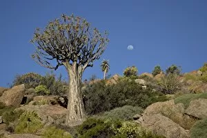 Images Dated 23rd October 2007: Quiver tree (kokerboom) (Aloe dichotoma) with near-full moon, Springbok