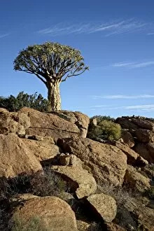 Images Dated 23rd October 2007: Quiver tree (kokerboom) (Aloe dichotoma), Springbok, South Africa, Africa