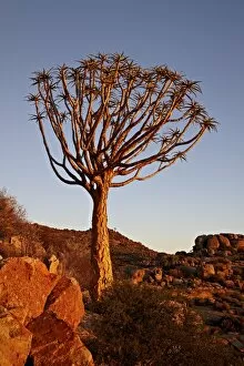Images Dated 4th April 2011: Quiver Tree (Kokerboom) (Aloe dichotoma), Namakwa, Namaqualand, South Africa, Africa