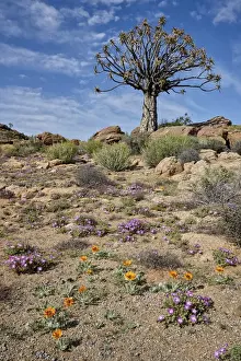 Quiver Tree (Kokerboom) (Aloe dichotoma) with Bittergousblom (Arctotis fastuosa)