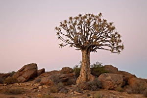 Quiver tree (Kokerboom) (Aloe dichotoma) at dawn, Namakwa, Namaqualand