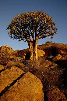 Images Dated 5th April 2011: Quiver Tree (Kokerboom) (Aloe dichotoma) at sunset, Namakwa, South Africa, Africa