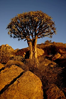 Quiver Tree (Kokerboom) (Aloe dichotoma) at sunset, Namakwa, South Africa, Africa