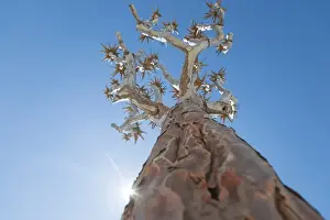 Botanical Prints: The Quiver Tree in Namibia gets its name from the San people who used the tubular