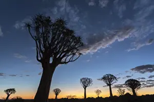Namibian Prints: Quiver tree at sunset (kokerboom) (Aloidendron dichotomu) (formerly Aloe dichotoma)