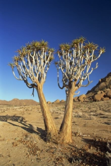 Quiver trees
