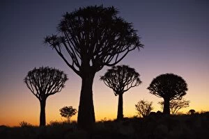 Images Dated 25th May 2009: Quiver trees (Aloe dichotoma), Quiver tree forest silhouette, Keetmanshoop