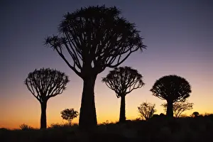 Quiver trees (Aloe dichotoma), Quiver tree forest silhouette, Keetmanshoop