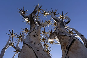 Images Dated 13th January 2009: Quiver trees, Keetmanshoop, Namibia, Africa