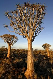 Images Dated 13th January 2009: Quiver trees, Keetmanshoop, Namibia, Africa