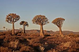 Bizarre Prints: Quiver trees (Kokerboom) (Aloe dichotoma), Gannabos, Namakwa, Namaqualand, South Africa