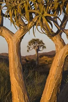Images Dated 16th November 2008: Quiver trees (kokerboom) (Aloe dichotoma), Augrabies Falls National Park