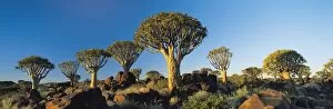 Images Dated 7th December 2007: Quiver Trees, Namibia, Africa