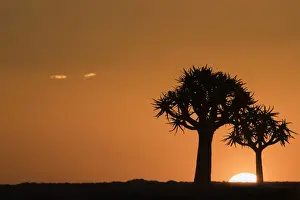 Namibian Prints: Quiver trees at sunset (kokerboom) (Aloidendron dichotomum) (formerly Aloe dichotoma)