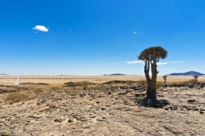 Arid Landscapes Prints: The Quivertree (Kokerboom tree) (Aloe dichotoma), Namib desert, Namibia, Africa