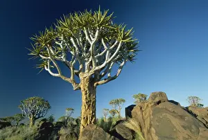 Quivertrees (kokerbooms) in the Quivertree Forest (Kokerboomwoud)