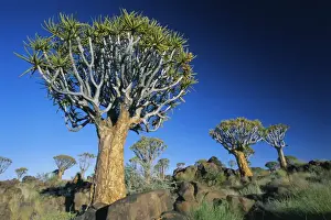 Quivertrees (kokerbooms) in the Quivertree Forest (Kokerboomwoud)
