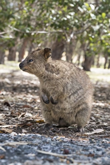 Looking Away Prints: Quokka (Setonix brachyurus), Rottnest Island, Australia, Pacific