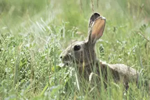 Surface Level Prints: Rabbit, Tierra del Fuego, Argentina, South America