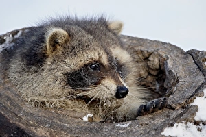 Winter Time Prints: Raccoon (Procyon lotor) in the snow, in captivity, near Bozeman, Montana