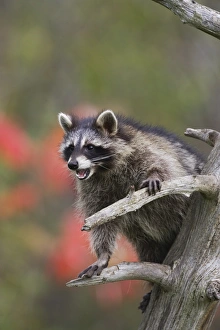 Bough Prints: Raccoon (racoon) (Procyon lotor) in a tree with an open mouth