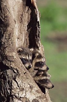 Sandstone Gallery: Raccoons (Racoons) (Procyon lotor)