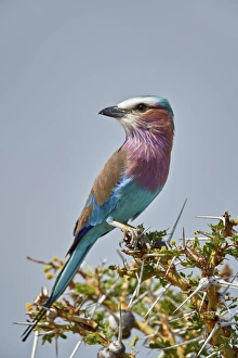 Racket-tailed roller (Coracias spatulata), Selous Game Reserve, Tanzania, East Africa