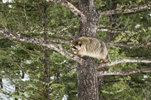 Montana Prints: Racoon (raccoon) (Procyon lotor), Montana, United States of America, North America