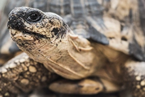 Wrinkled Prints: Radiated tortoise (Astrochelys radiata), Madagascar Central Highlands, Madagascar, Africa