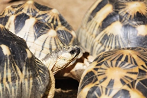 Part Of Prints: Radiated tortoise, critically endangered in the wild, Ivoloina Zoological Park, Tamatave
