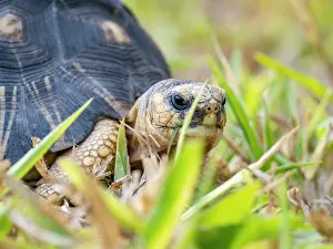 Reptile Prints: Radiated tortoise forages in grass at Anjajavy Private Reserve in Madagascar during the day