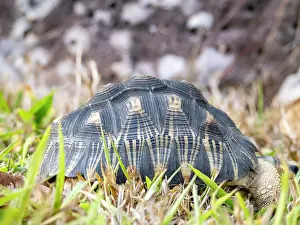 Reptile Prints: Radiated tortoise foraging in grass at Anjajavy Private Reserve in Madagascar during daylight hours