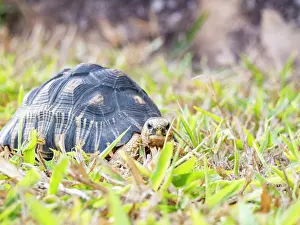 Reptile Prints: Radiated tortoise moves through grass in Madagascar's Anjajavy Private Reserve during daylight hours