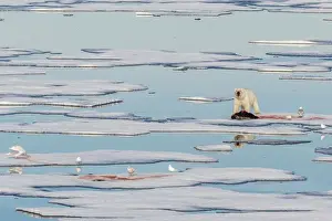 Carcass Prints: Radio collared female polar bear (Ursus maritimus) with fresh seal kill on ice in Hinlopen Strait