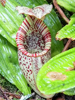 Trap Prints: Raffles Pitcher-plant Nepenthes rafflesiana growing in the Sepilok Orangutan Rehabilitation Center in Sabah Malaysia