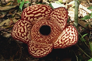 The Rafflesia
