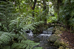 Rain Forest Prints: Rain forest, Fairchild Tropical Gardens, Miami, Florida, United States of America