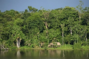Brazil Prints: The rain forest in the Jari area of the Amazon, Brazil, South America