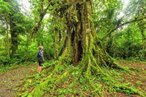 Rain forest near Catarata del Toro, waterfall, Alajuela, Costa Rica, Latin America