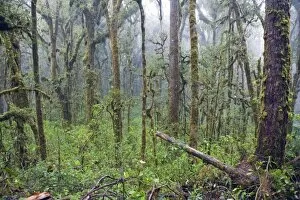 Images Dated 6th December 2010: Rain forest of Parque Nacional Montana de Celaque, Gracias, Honduras, Central America