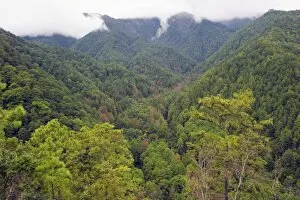 Images Dated 5th December 2010: Rain forest of Parque Nacional Montana de Celaque, Gracias, Honduras, Central America