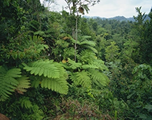 Fern Prints: Rain forest, St