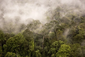 Malaysian Prints: Rain mist rising from the forest canopy in Danum Valley