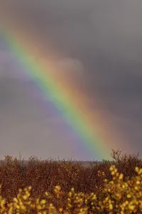 Stormy Prints: Rainbow arches over autumn shrubs in Thingvellir National Park during changing weather