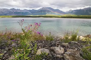 Fireweed Prints: A rainbow arcs over Kananaskis Lakes and wild fireweed in Summer