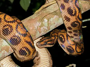 Ornithology Prints: Rainbow boa captured by local guide on tree branch in Peru's rainforest near Maraon River