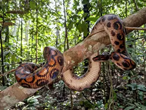 Serpent Prints: Rainbow boa captured by local guide in tropical forest along Maraon River in Peru during daylight